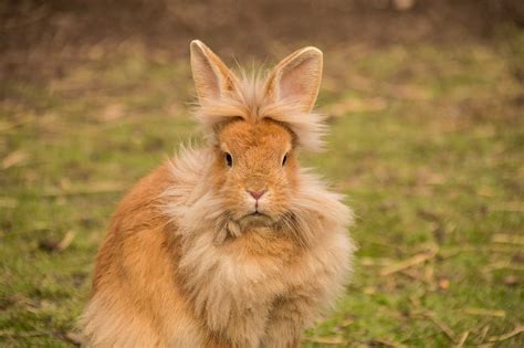 The Lionhead Rabbit - Complete Guide & Top Facts