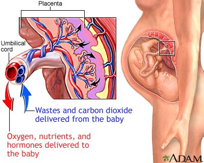 Placental insufficiency | UF Health, University of Florida Health