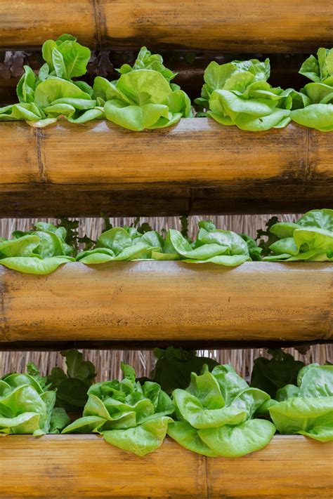 Growing Lettuce In Containers: An Easy Guide - Growfully