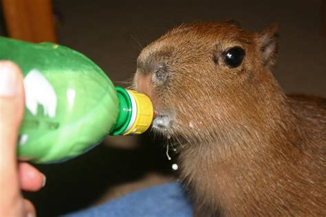File:Capybara baby bottle.jpg - Wikimedia Commons