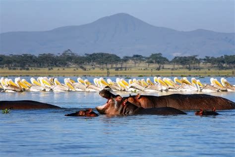 Lake Naivasha - Shadows Of Africa