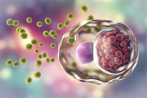 Chlamydophila Psittaci, Intracellular Bacteria that Cause Psittacosis ...