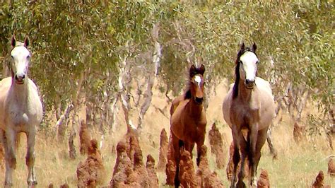 RSPCA lends rare support to feral animal cull - ABC listen