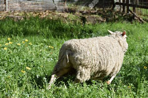 Finn Sheep at Heritage Farm - Heritage Farm