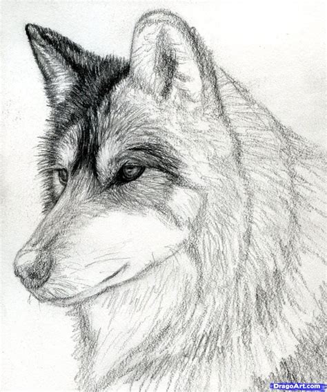 How to Draw a Wolf Head, Mexican Wolf, Step by Step, forest animals ...