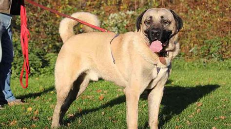 Kangal Dog - RuffChamp.com