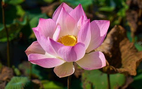 Pink lotus blooming in autumn 2017 Flowers HD Wallpaper Preview ...