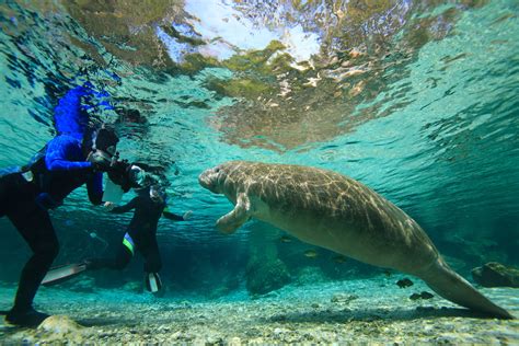 Snorkeling with Manatees in Crystal River — First Time Visiting