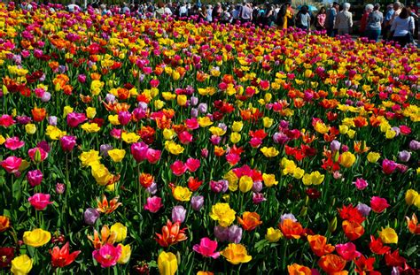 Vườn hoa tulip đẹp như tranh vẽ ở Hà Lan