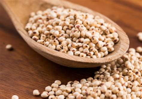 Health benefits of Jowar (Sorghum): 5 ways this gluten-free grain can help you lose weight ...