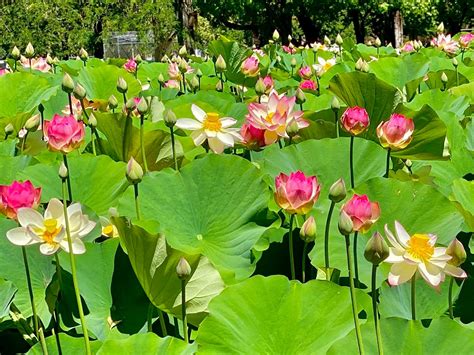 Lotus Flower Garden in Full Bloom at William Land! - Haggin Oaks