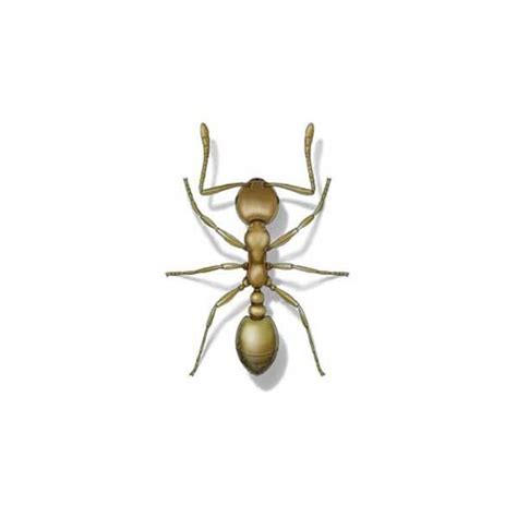 Pharaoh Ant Identification, Habits & Behavior | Heron Home & Outdoor