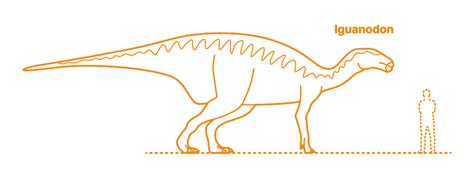 Iguanodon (Iguanodon bernissartensis) Dimensions & Drawings | Dimensions.com