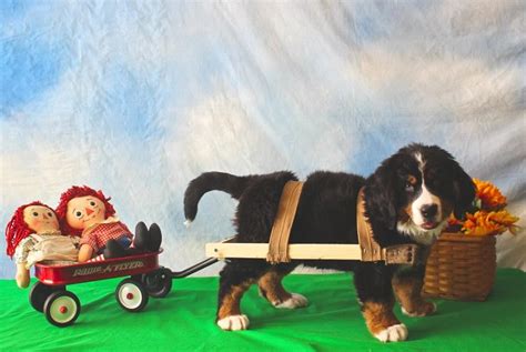 Bernese Mountain Dog. Odin at 9 weeks learning to pull the cart. :) | Bernese mountain dog ...