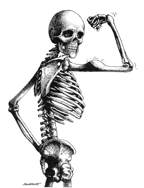 HUMOUR........... | Skeleton art, Anatomy art, Funny art