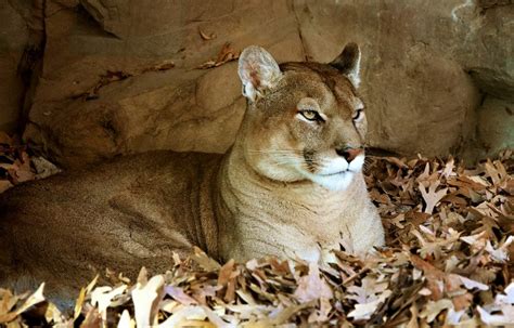 Rehabilitated Mountain Lion Overcomes Disease and Returns to the Wild