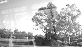 Tree between Rocklea and Moorooka from the Gold Coast trai… | Flickr