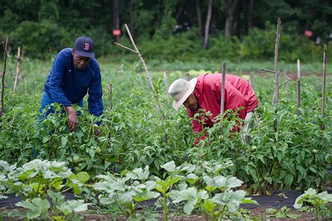 Bulletin #4300, Steps to Organizing Your Community Garden - Cooperative Extension Publications ...