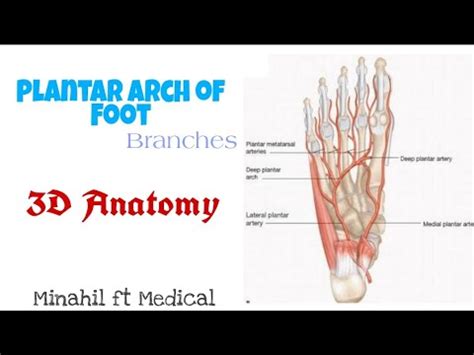 Plantar Arch of Foot | 3D Anatomy | Branches of Plantar Arch - YouTube