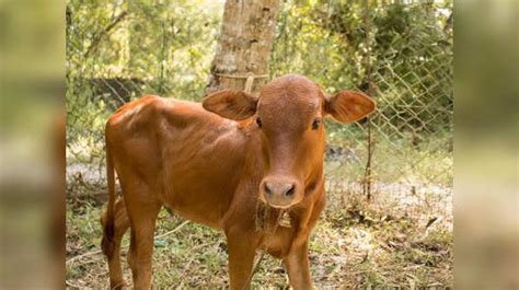 Kerala Vechur Cow: The smallest cattle breed in the world with ...