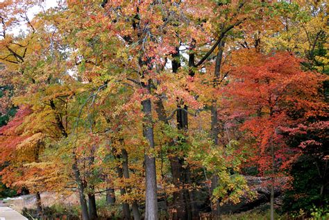 NYC ♥ NYC: Autumn Foliage at the New York Botanical Garden