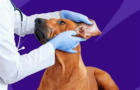 How are parvoviruses transmitted to dogs? - ways to treat it