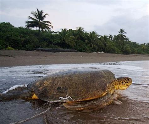 Tortuguero -- the Ultimate Spot for Viewing Nesting Sea Turtles ...