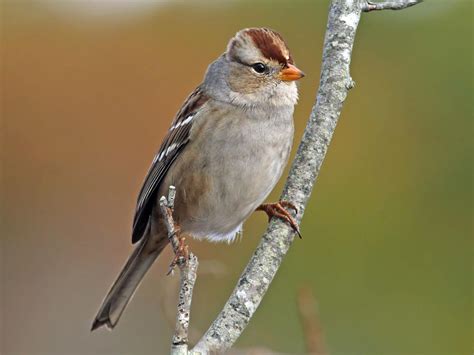 White-crowned Sparrow | Celebrate Urban Birds