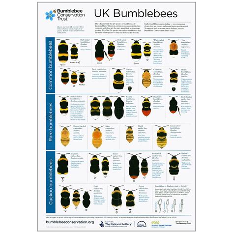 Bumblebee ID poster - Bumblebee Conservation Trust | Bumble bee, Bee ...