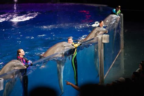 Dolphin Presentation - Georgia Aquarium