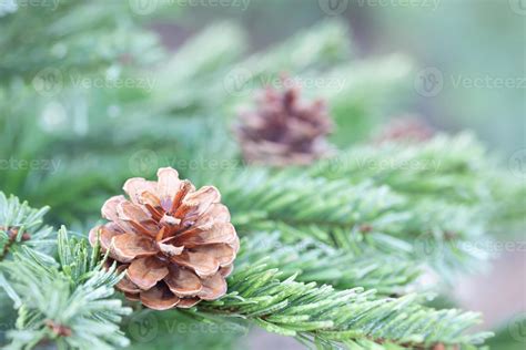 pine tree for christmas 12215935 Stock Photo at Vecteezy