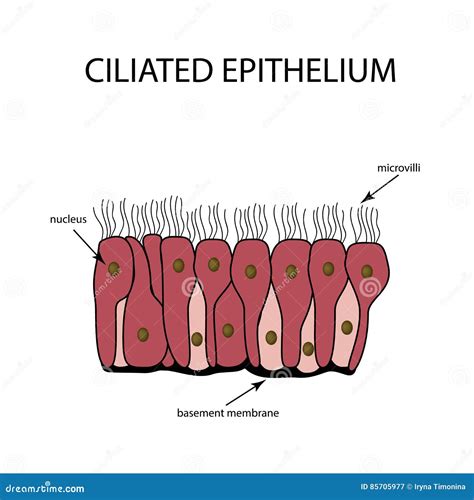 Ciliated Pseudostratified Columnar Epithelia Stock Photography ...