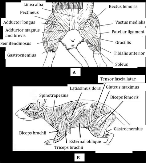 The rat's muscle anatomy. The rat's muscle anatomy is shown in ...