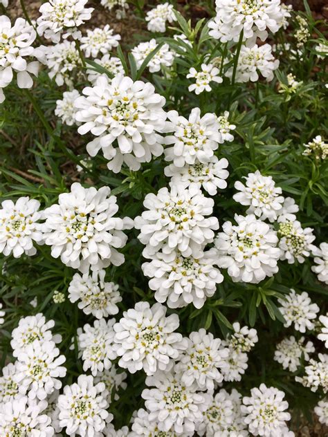 White spring flower | Spring flowers, White springs, Flowers