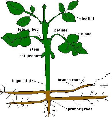 in which part of a plant are sugars produced? - Fif 2007