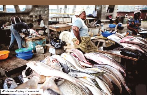 Fish farmers lament high cost of feeds – Punch Newspapers