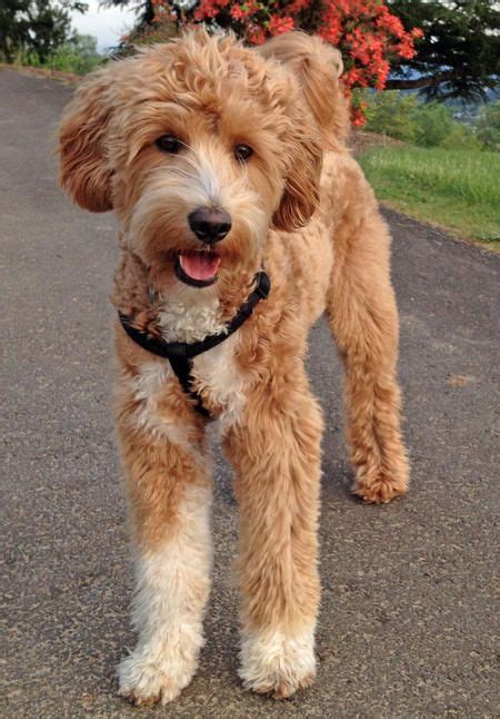 Joey the Labradoodle | Poodle cross breeds, Labradoodle, Labradoodle dogs