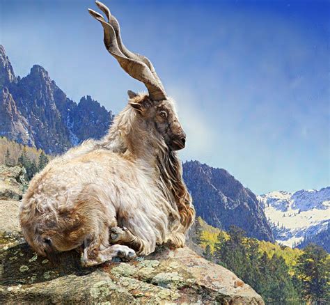 photography (@1923star) | Markhor, Goats, Animals wild