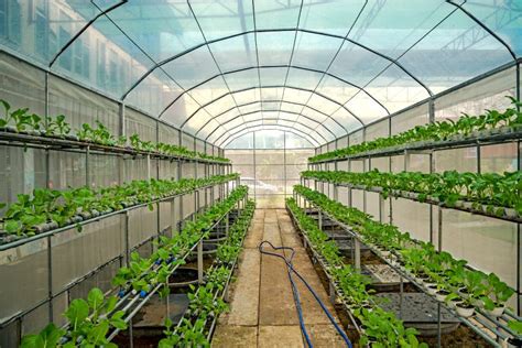 Choy in Greenhouse Hydroponics Farm Stock Photo - Image of greenhouse ...