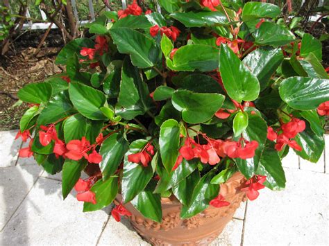 Dragon Wing Begonias are so easy care! Plant them with some slow release fertilizer and all you ...