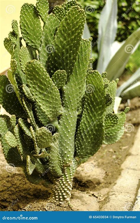 Tropical Plants that Grow in Africa. Stock Photo - Image of pointer, right: 65433034