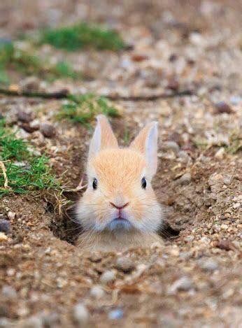 Peek-a-Boo Bunny | Cute baby animals, Animals, Animals beautiful