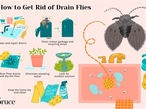 How To Clean Drain Get Rid Of Fruit Flies - Best Drain Photos Primagem.Org