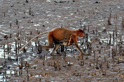 The Wildlife of Bako National Park