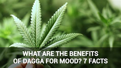 What are the benefits of dagga for mood? 7 facts – Legal Weed