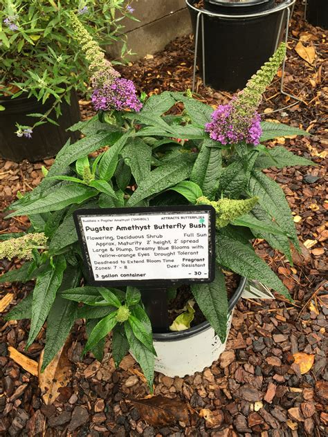 Pugster Blue Butterfly Bush – Toms Creek Farm & Nursery