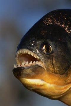 Red Belly Piranha Tank Ideas | Animals - mom.me