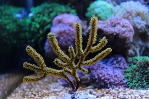 Gorgonian coral: care, placement, light, feeding, compatible