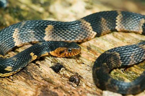 Broad-banded Water Snake | Felsenthal National Wildlife Refu… | Flickr