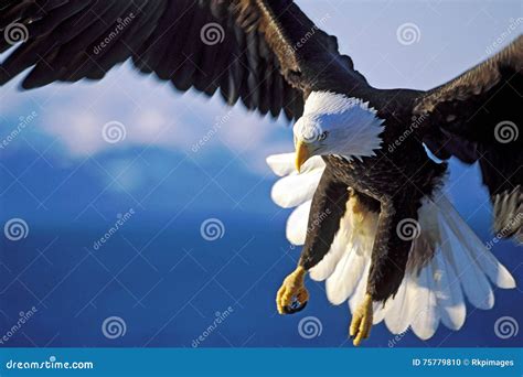 Bald Eagle in Spectacular Flight, Frontal View, Close Up Stock Photo ...